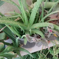 گل خورشیدی آونیوم و پتوس سانسوریا مهتابی و ابلغ|گل و گیاه طبیعی|اسلام‌شهر, شهرک محمدیه|دیوار