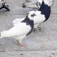 کفتر کله طوقی سوسنی|پرنده|مرودشت, پشت سایپا‎|دیوار