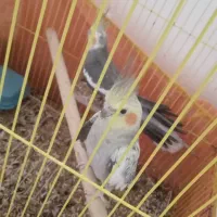 طوطی عروس|پرنده|رشت, عینک|دیوار