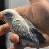 جوجه طوطی برزیلی رنگ خاص و جفت یووینگ و اپلاین|پرنده|تهران, نصرت|دیوار