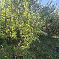 خانه مسافر در بهشت استان اصفهان (پادنا)|اجارهٔ کوتاه‌مدت آپارتمان و سوئیت|پادنا علیا, |دیوار