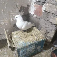 سفید چشم سفید نر