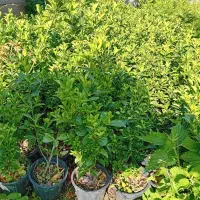 شمشاد سبز سطل ۳/۵