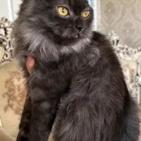 پیشی|گربه|تبریز, |دیوار