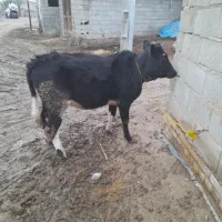 گاو گوساله ماده چاق چاق|حیوانات مزرعه|گنبد کاووس, |دیوار