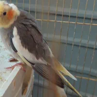 جوجه عروس هلندی دوماهه ونیم. ویک ماه ونیم