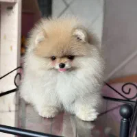 سگ خرسی خالص وارداتی همراه توله اش|سگ|شیراز, اصلاحنژاد|دیوار