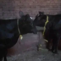 خریدوفروش گاو