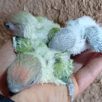 جوجه سرلاکی طوطی برزیلی