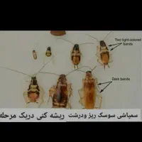 سم پاشی تضمینی منزل