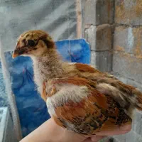 جوجه گلپایگان