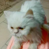 گربه پرشین ماده