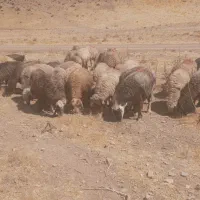 40راس میش آبستن داشتی(گوسفند)|حیوانات مزرعه|شیراز, تپه تلویزیون|دیوار
