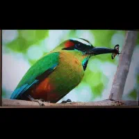 ال ای دی43 الجی دیجیتال سرخود اصل کره