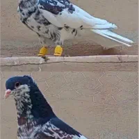 چند جفت حیوون فوق العاده عتیقه