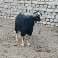 بزغاله|حیوانات مزرعه|جوادآباد, |دیوار