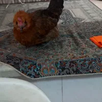 مرغ مینیاتوری|حیوانات مزرعه|گرگان, |دیوار