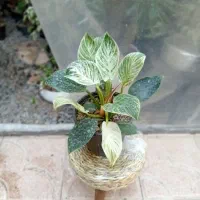 گلخانه|گل و گیاه طبیعی|خوی, |دیوار