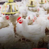 مرغ گوشتی 45روزه  دو کیلویی