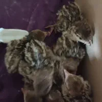 جوجه