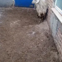 یک عدد بزشیری آبستن مایه کرده