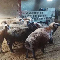 75000