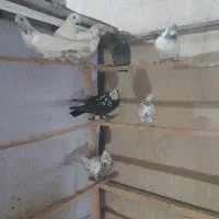 کبوترگرفتنی