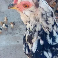 مرغ گلین خال سوزنی