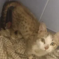 گربه رایگان بازیگوش نر