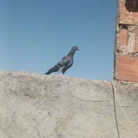 دو عدد کبوتر نر|پرنده|شیروان (خراسان), |دیوار