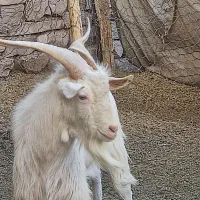 تکه دوسال ونیم سانن اصل دو وسه قلوزا مشتی خوشتیپ|حیوانات مزرعه|چناران, |دیوار