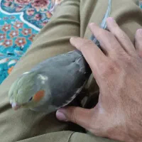 جوجه طوطی