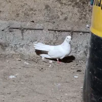 کبوتر|پرنده|گرمی, |دیوار