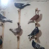 تعداد ۲۰ عدد کبوتر جفتی ۷۰۰ تکی قیمتش فرق میکنه|پرنده|شیراز, شهرک مهرگان|دیوار