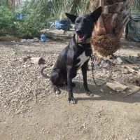 سگ نگهبان
