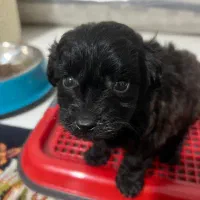 سگ پودل جیبی|سگ|مشهد, شهرک امام هادی (شهرک غرب)|دیوار