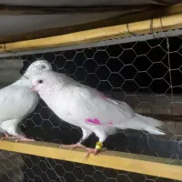 کبوترهای امانتی که گم شدن