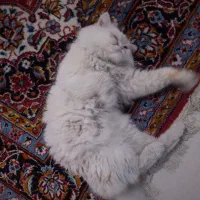 گربه پرشین