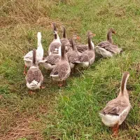 حیواناتِ مزرعه