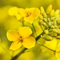 فروش بذرکلزا هیولا