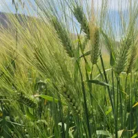جو آبی ۶پر، بذری (رقم ارمغان)