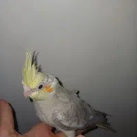 جوجه عروس هلندی