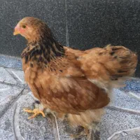 جوجه برهمای بوف