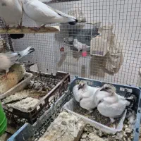 ۲ جفت کفتر ذات دار با جوجه هاش سو قدیم|پرنده|کاشان, زیدی|دیوار