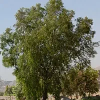 نهال اکاسیاه(بیدسیاه‌‌) ۲۰تومن.اکالیپتوس چوب سیاه|خدمات باغبانی و درختکاری|جهرم, |دیوار