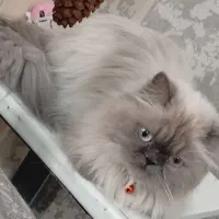 هیمالین اصیل(ماده)