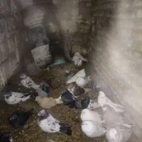 تعدادکبوتر  پرشی|پرنده|هریس, |دیوار