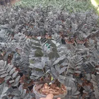 زاموفیلا سوپر بلک|گل و گیاه طبیعی|تهران, سازمان آب|دیوار