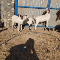 فروش ۴عدد بزغاله و۲بره