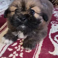 توله شیتزو  بدون پوز